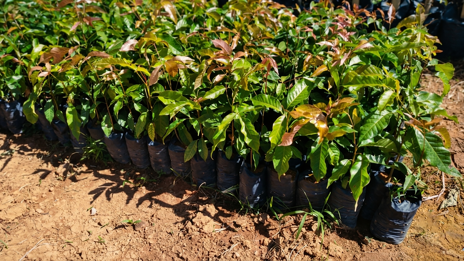 Área do projeto Conexão Mata Atlântica