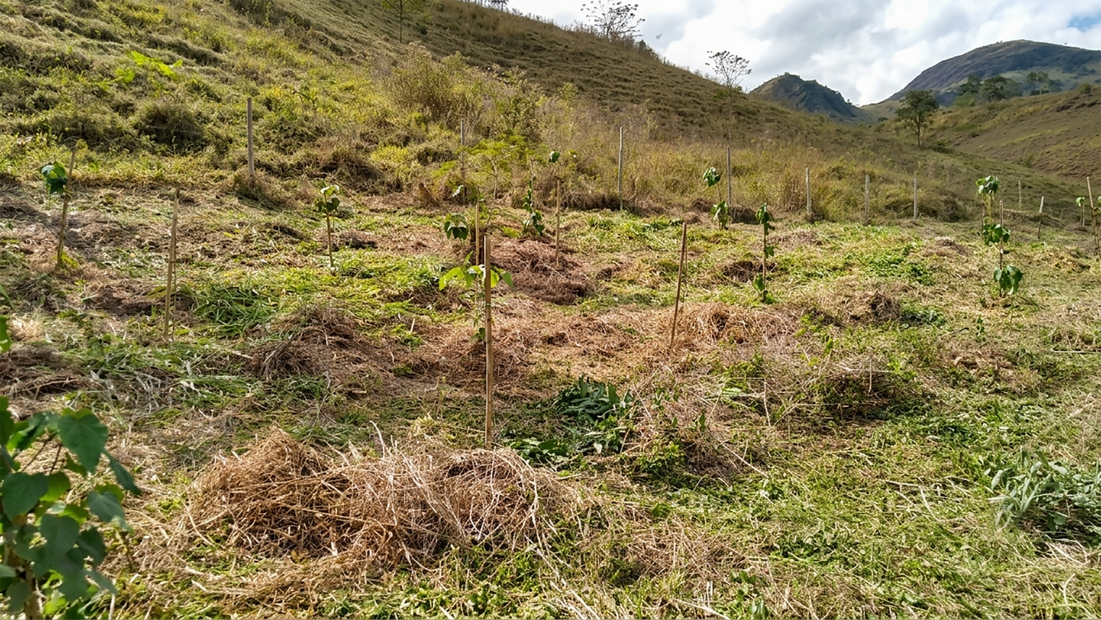 Área restaurada pelo projeto Conexão Mata Atlântica
