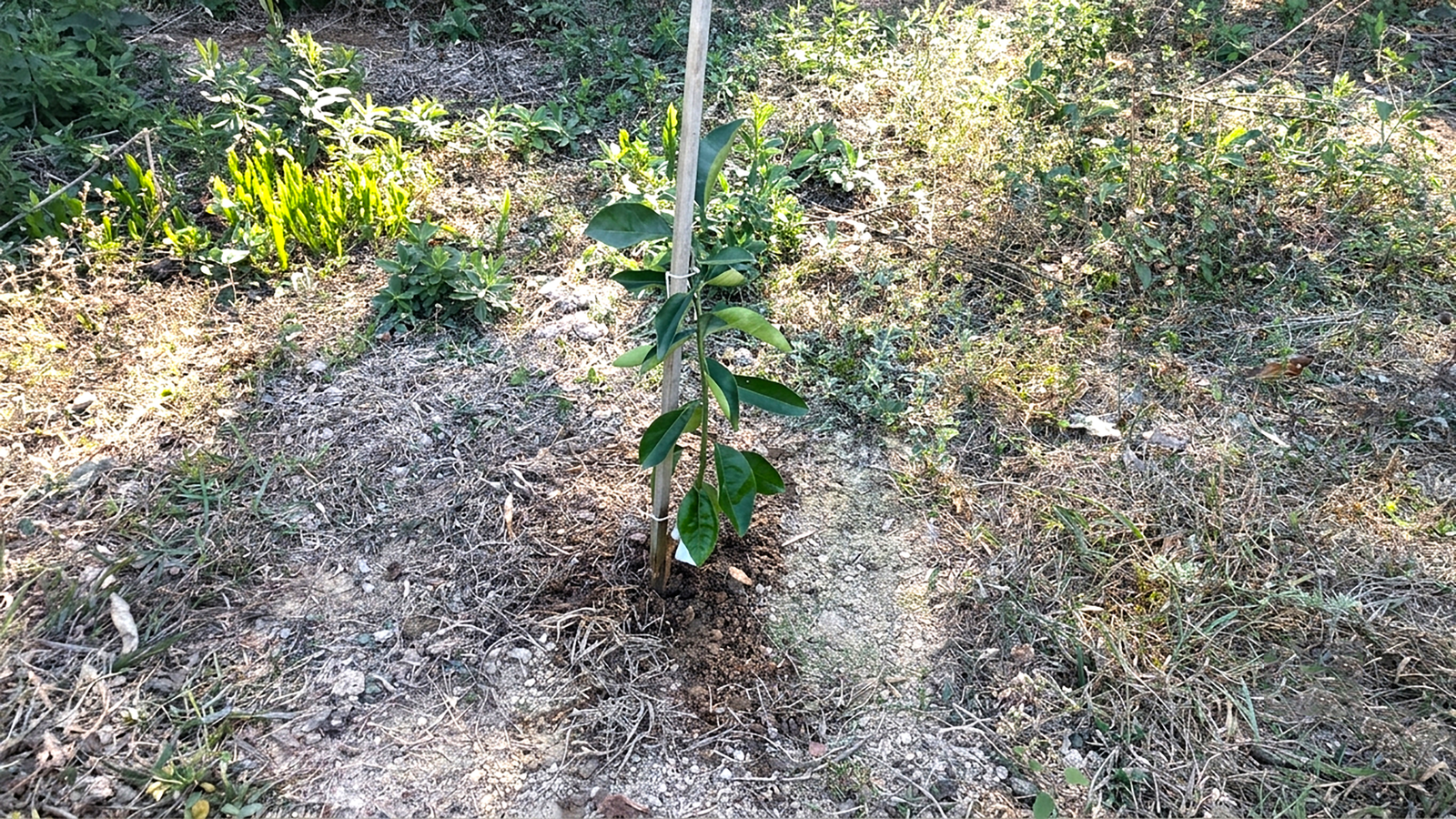 Área do projeto Conexão Mata Atlântica
